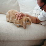 a pet rabbit is patted by a father during a newborn photoshoot in Melbourne